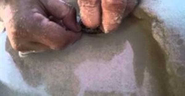 بالفيديو.. أخطبوط يختبئ داخل صدفة بحرية صغيرة