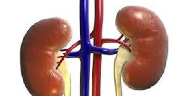 8 نصائح تساعد في الحفاظ على صحة الكلى