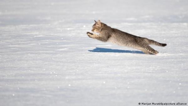 ضبط قط وهو "يُهرب" الكوكائين والماريغوانا إلى أحد السجون