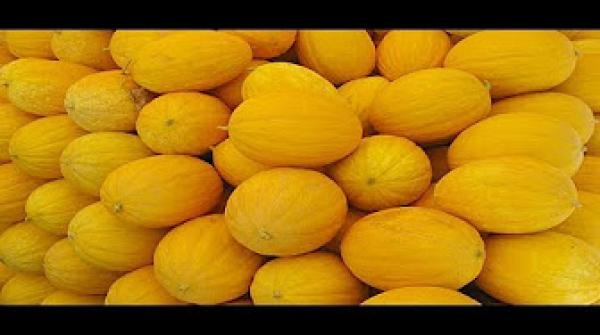 الفوائد الصحية لتناول البطيخ الأصفر خلال شهر رمضان