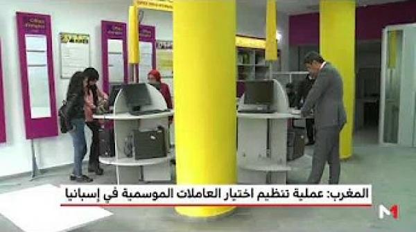 عملية تنظيم اختيار العاملات المغربيات في حقول التوت بإسبانيا