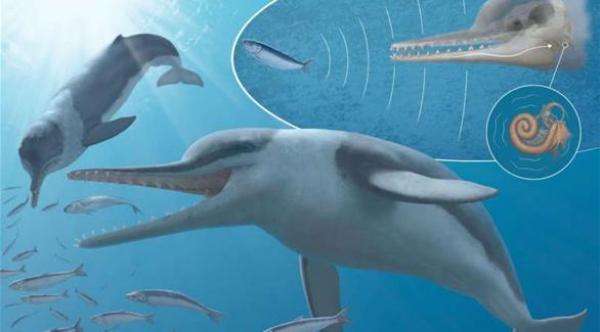 اكتشاف حفريات مذهلة لأذن دولفين يرجع لعصور ما قبل التاريخ