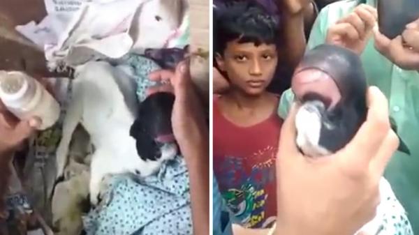 بالفيديو: معزاة تولد بشفتي إنسان وبدون عينين في الهند