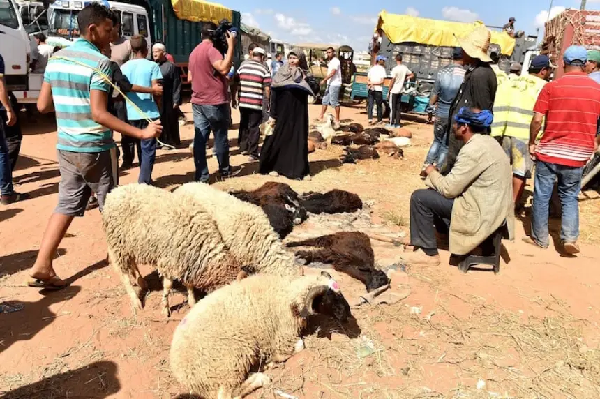 بعد قرار منع المضاربة في أضاحي العيد..السلطات تُطيح بـ"شناقة" في فاس