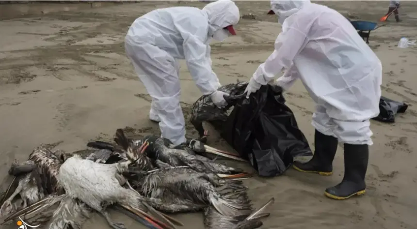 موجة نفوق غامضة للطيور في أمريكا تضع السلطات الصحية في حالة تأهب