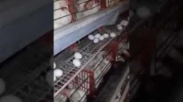 صاحب ضيعة لانتاج البيض يرد على فيديوهات بيض الصين