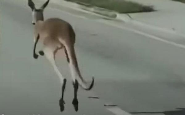 بالفيديو ..فرار كنغر من صاحبه يتسبب في زرع فوضى بفلوريدا