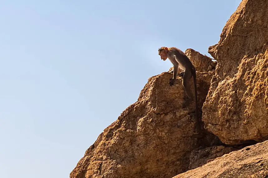 غريب.. قرد يتورط في جريمة قتل نواحي مدينة مراكش