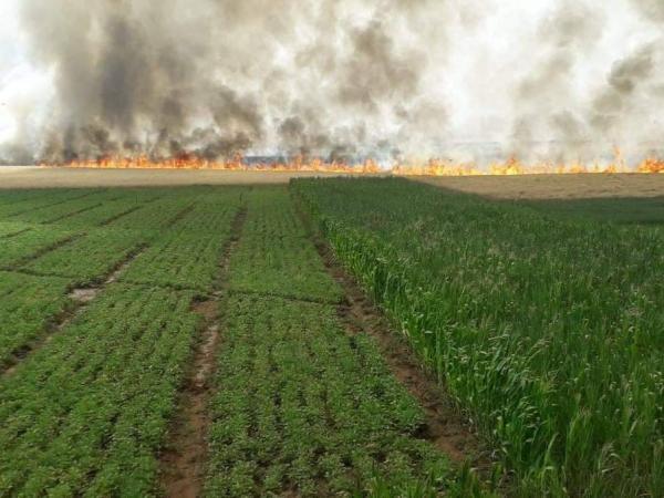 يا لطيف.. حريق مهول يُدمر مساحة كبيرة من محاصيل القمح (فيديو)