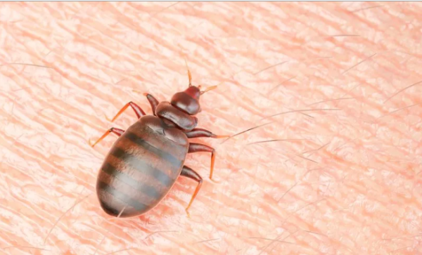 من السينما إلى القطارات إلى المترو... "البق" يجتاح كل مكان في "عاصمة الأنوار"