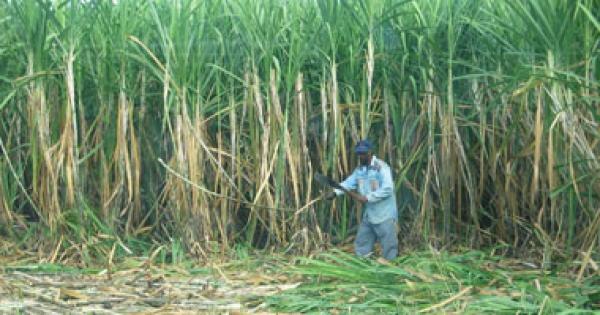 اكتشاف نبات تزيد حلاوته 300 مرة عن السكر المستخرج من القصب