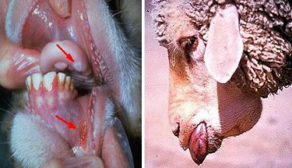 تهريب أغنام جزائرية مريضة إلى المغرب 