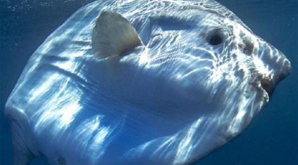 "مولا مولا" سمكة تشبه الدب القطبي