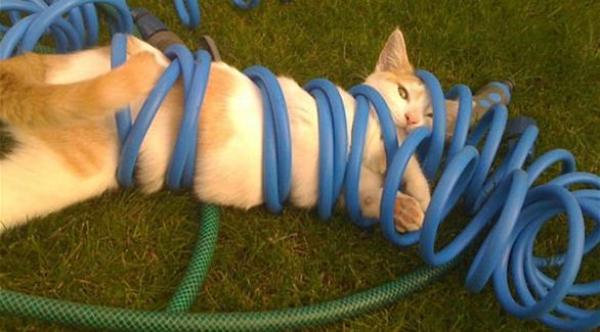 بالصور: ورطات أوقعت القطط نفسها فيها