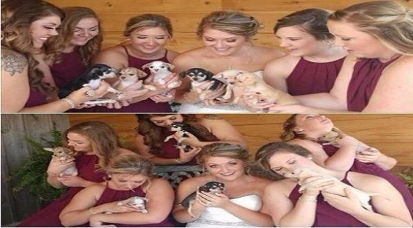 عروس تستبدل أزهار الزفاف التقليدية بجراء ملونة