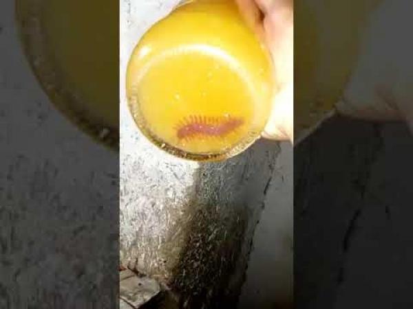 العثور على حشرة أم أربعة و أربعين داخل قنينة مشروب غازي مشهور في المغرب