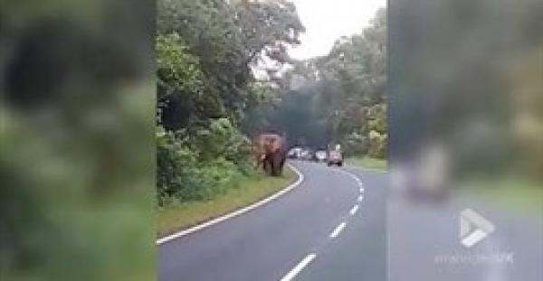 اراد التقاط صورة مع فيل فكانت الفاجعة