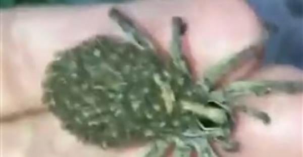 أنثى عنكبوت تحمل مئات الصغار أعلى ظهرها (فيديو)