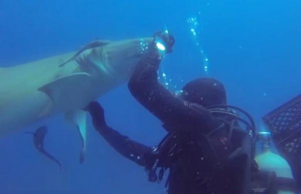بالفيديو: سمكة قرش مفترسة تطلب النجدة من غواص أمريكي