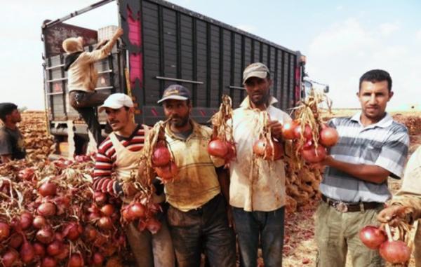 استنكار من المواطنين بسبب الارتفاع المهول لثمن البصل