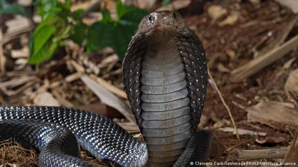 بعد مطاردة استمرت أياما.. كوبرا سامة تفر مجدداَ بحثا عن الحرية