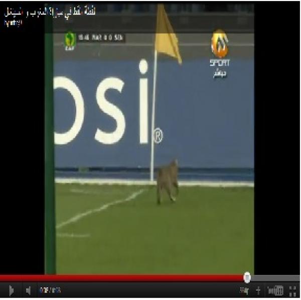 قط في مباراة المغرب و السينغال 