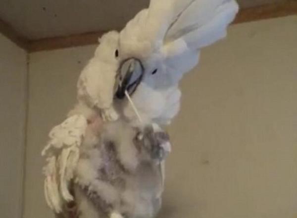 بالفيديو: شاهد ببغاء ينظف منقاره على طريقة البشر