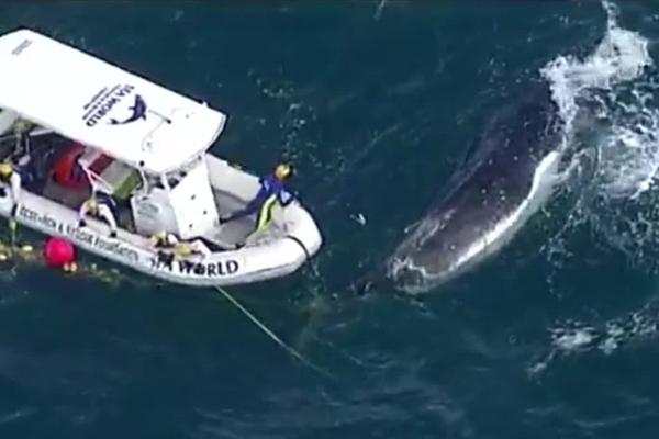 لحظة  تحرير حوت  ضخم من شباك تصطادته بالخطأ(فيديو)