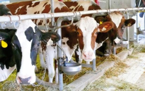 تقرير أسود يكشف صناعة أعلاف خطيرة بالمغرب