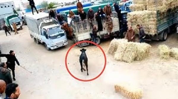 عجل هائج وسط سوق مغربي .. شاهد كيف تم إيقافه