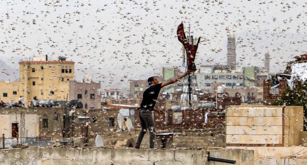 دول عربية تستعد لمواجهة أسراب الجراد الصحراوي