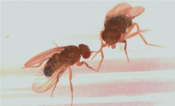 ذبابة تدل العلماء على أسباب الشيخوخة المبكرة