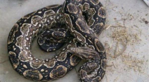 تجار المخدرات في الأرجنتين يحمون أنفسهم بأفاعي أناكوندا