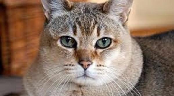 أمريكية تورث قطيها مئات الآلاف من الدولارات