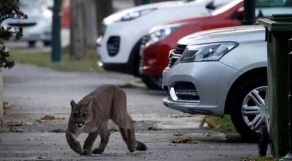 سلطات تشيلي تلقي القبض على أسد بري يتجول وسط الشارع
