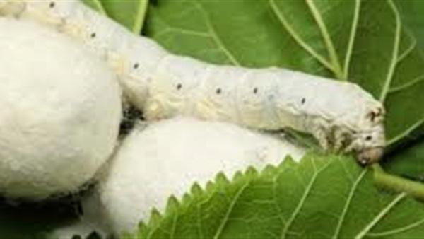 تعرف على مراحل تربية دودة القز