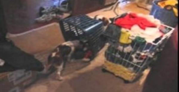 بالفيديو.. كلب شرير ينصب فخا لصديقه