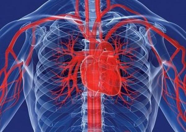 شاهد بالفيديو «كيف ينبض قلبك»