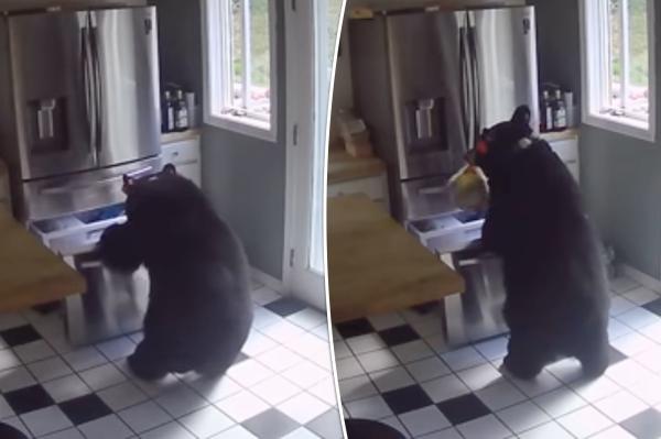 دب يتسلل الى منزل على طريقة اللصوص ويهرب من النافذة(فيديو)