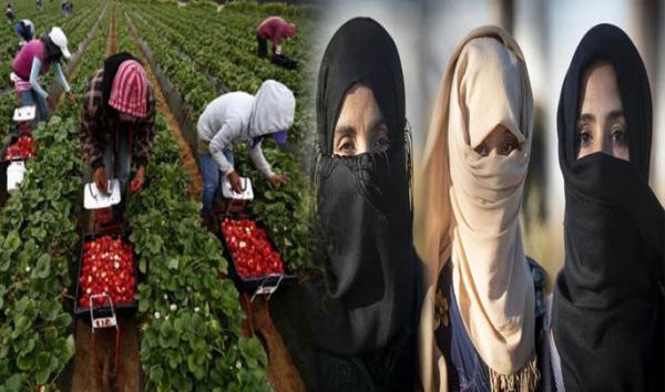 يتيم يعترف بوجود 12 حالة تحرش ضد العاملات المغربيات في حقول إسبانيا ويكشف التفاصيل