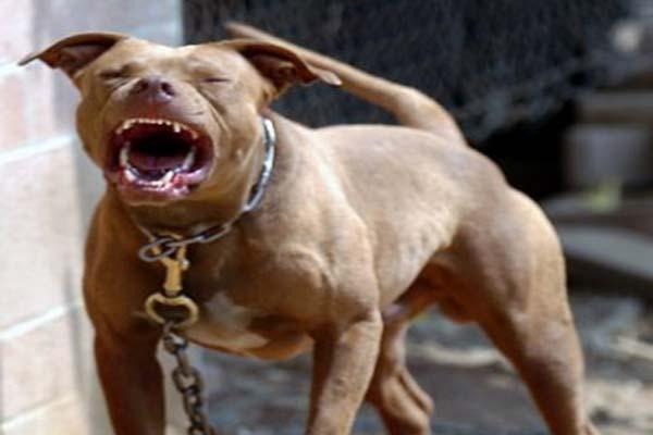 السيبة ...منحرف يقتحم مدرسة بكلب "بيت بول" ويروع التلاميذ