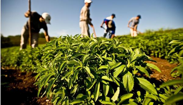 مؤلم... هكذا توفي ستيني صاحب ضيعة للشمندر أمام العمال ونقل جثته للتشريح الطبي