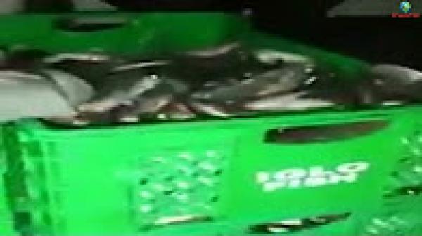 بحارة يستنكرون إستعمال شاحنات متسخة لنقل السردين بالعيون