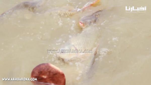 كاميرا "أخبارنا": شاهد لأول مرة "سمك المنارة" بمراكش يأكل خبزة بأكملها