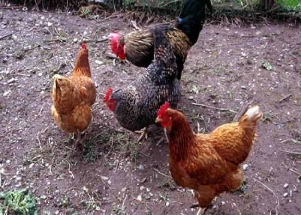 إنقاذ "أنغري بيردز" من صراع غير مشروع