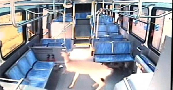 بالفيديو... غزالة تقتحم حافلة من خلال زجاجها الأمامي