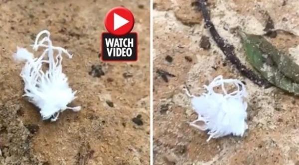 بالفيديو: مخلوق غريب يشبه كائنات الفضاء في ماليزيا