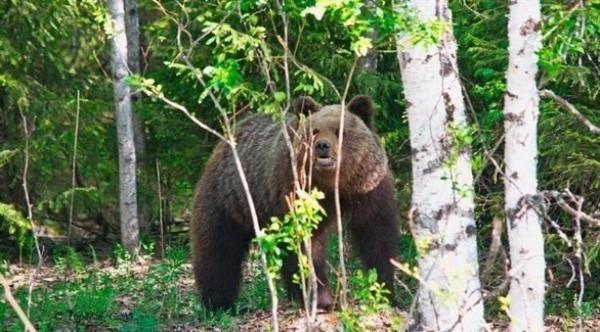 دب يقتل فتاة خرجت لشراء شوكولاتة