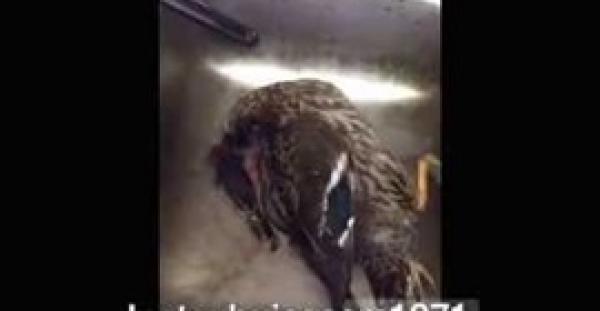 بالفيديو.. شاهد كيف انتقم خروف من رجل حاول ذبحه