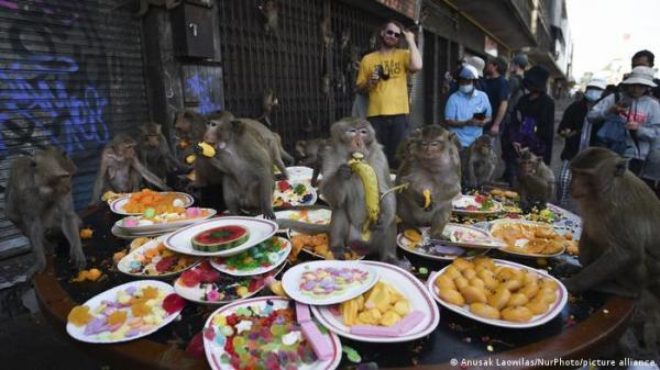 قرود تغزو المنازل في جزيرة بالي بحثا عن الطعام